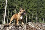 BOULEDOGUE FRANCAIS 095